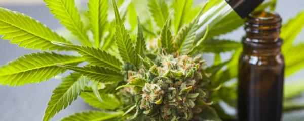 CBD shop à Paris